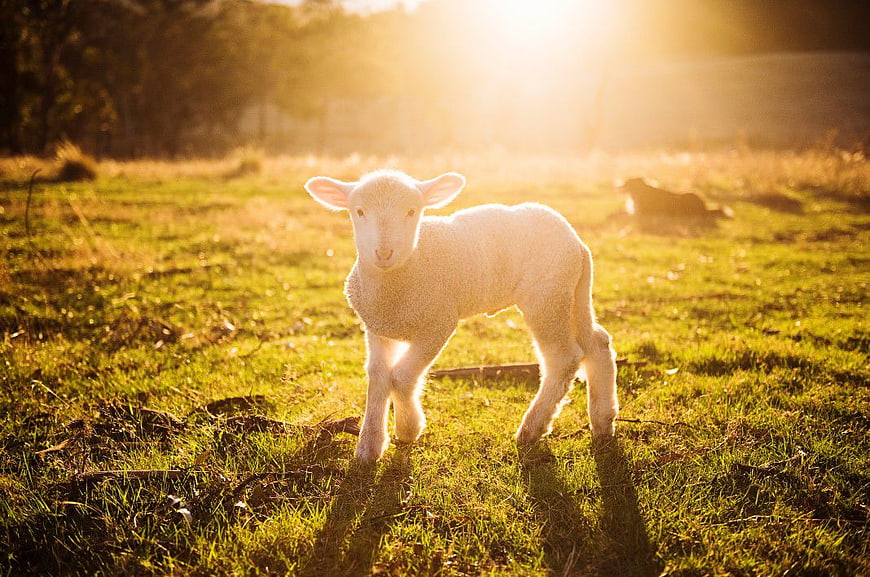 Cute White Lamb Standing in Golden Sunlit Meadow