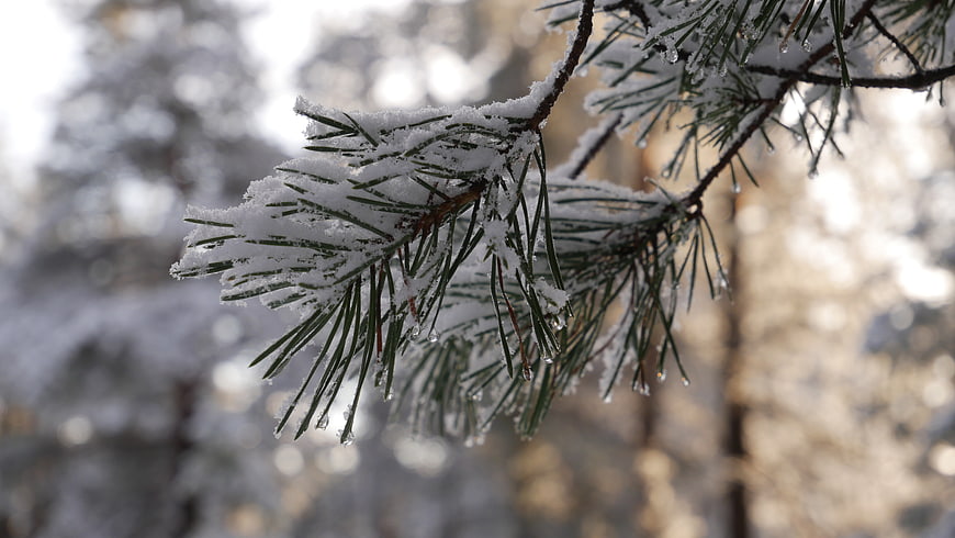 Close-up of snow-covered pine branch in winter forest