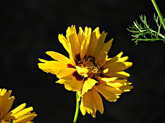 Yellow Coreopsis Flower on Black Background
