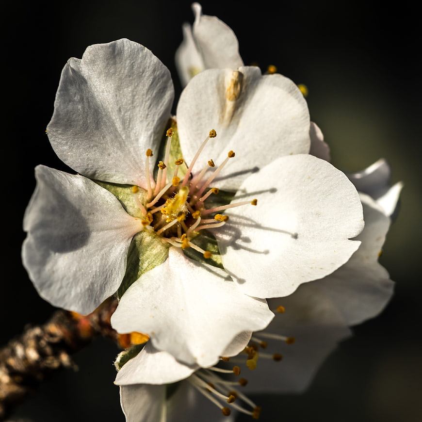 Close-up of white almond blossom with yellow stamens