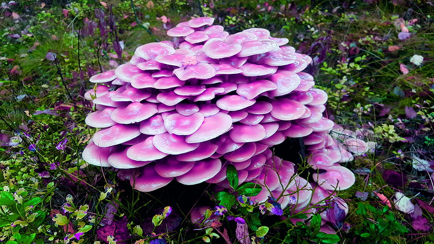 Vibrant Pink Oyster Mushrooms Growing in Forest Undergrowth