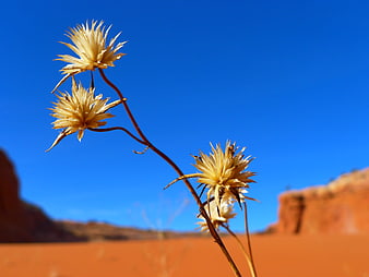 Dried desert flowers against blue sky and red sand dunes