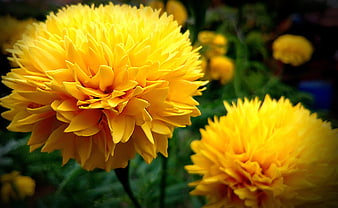 Vibrant Yellow Dahlia Flowers in Garden