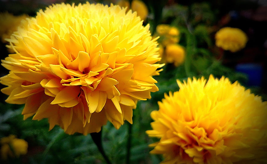 Vibrant Yellow Dahlia Flowers in Garden