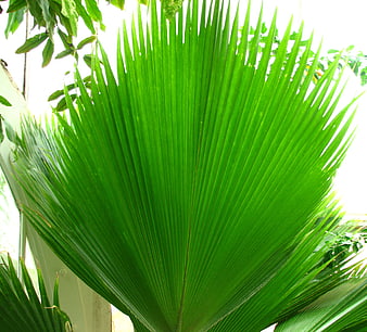 Vibrant green fan palm frond close-up