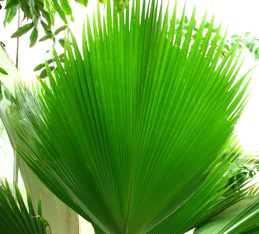 Vibrant green fan palm frond close-up