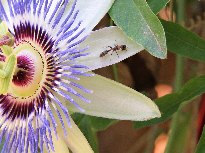 Macro shot of ant on passion flower petal