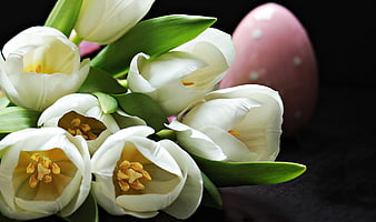 White Tulips And Pink Easter Egg On Black Background