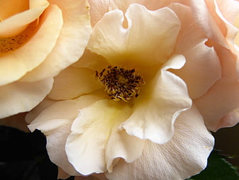 Close-up of a creamy yellow rose bloom with detailed petals