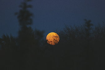 Full orange moon rising behind dark tree silhouettes at night