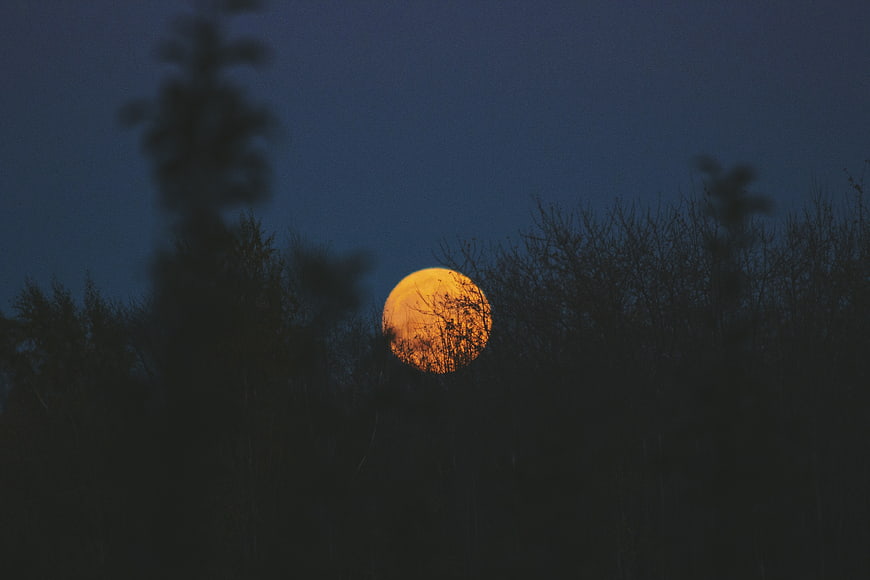 Full orange moon rising behind dark tree silhouettes at night