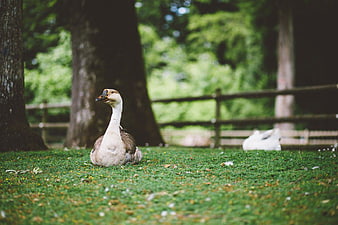 Brown and White Goose Sitting on Green Grass