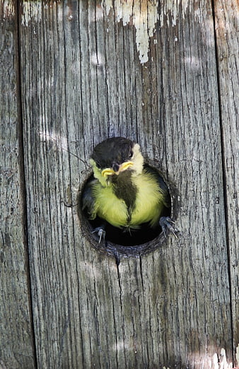Cute Great Tit Chick Peeking from Wooden Nest Box Hole