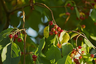 Red Crabapples On Branch With Green Leaves