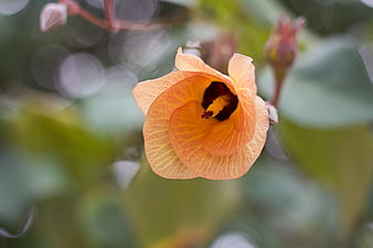 Close-up of Orange Flower with Dark Center and Green Background