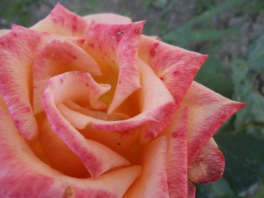 Close-up of a pink and yellow rose with natural texture