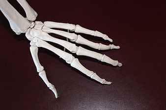 Anatomical Model of Human Hand Skeleton on Dark Background