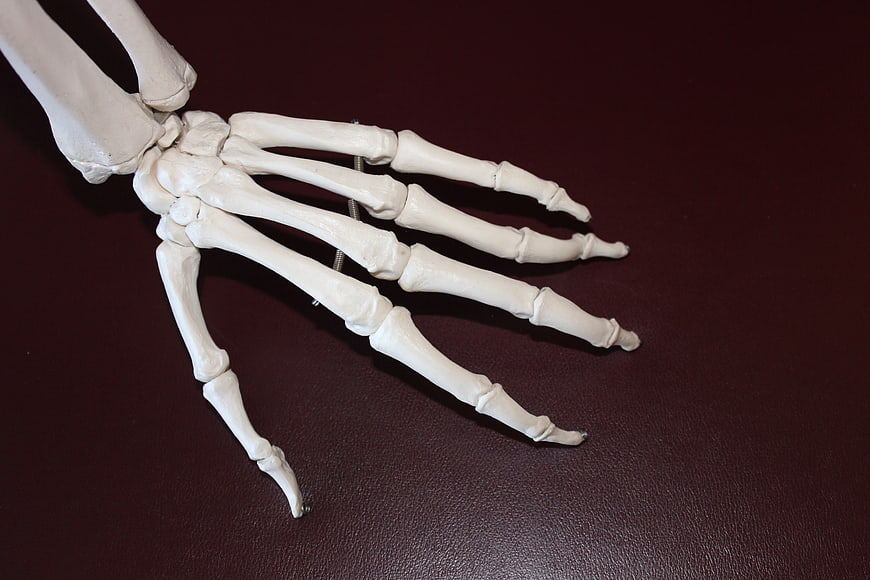 Anatomical Model of Human Hand Skeleton on Dark Background