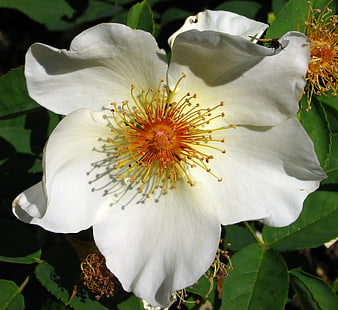 Close-up of a white wild rose with yellow stamens