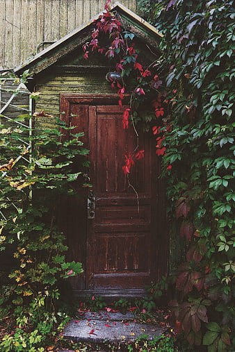 Rustic wooden shed door overgrown with autumn vines