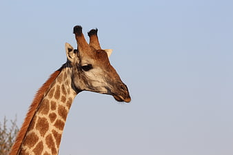 Close-up of a giraffe head against a clear blue sky
