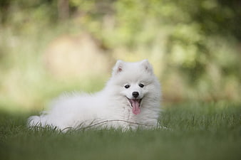Cute White Samoyed Puppy Lying on Green Grass