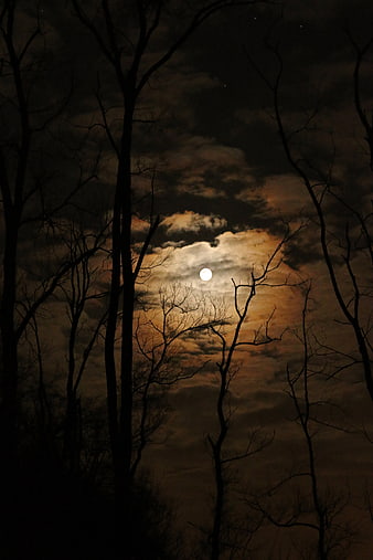 Full Moon Behind Silhouetted Trees at Night
