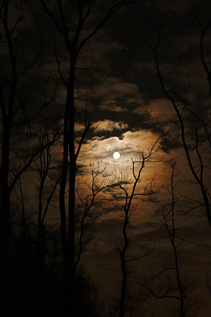 Full Moon Behind Silhouetted Trees at Night
