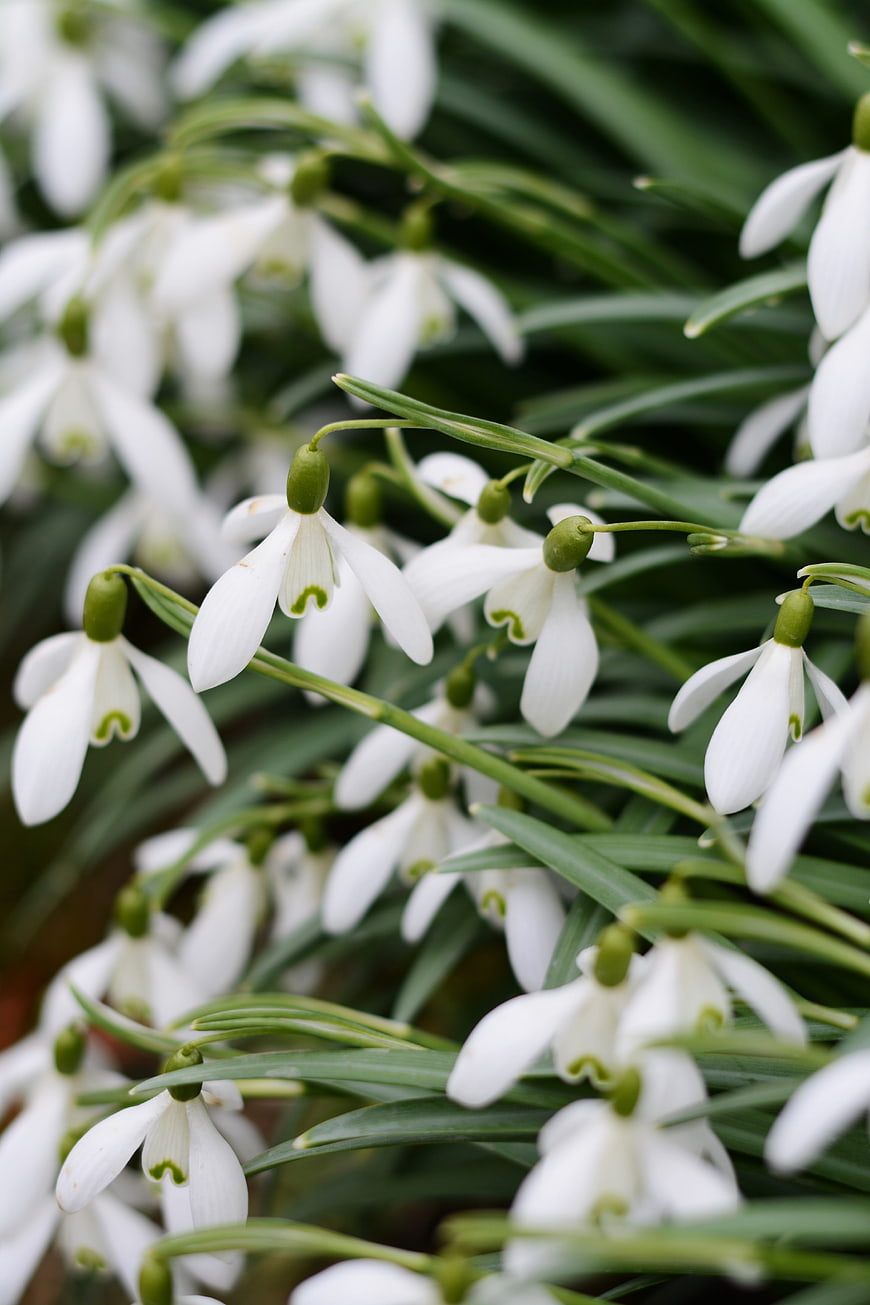 Close-up of white snowdrop flowers blooming in spring garden