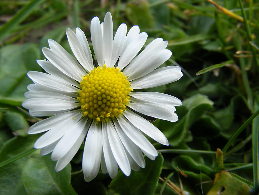 Close-up of a white daisy flower in green grass