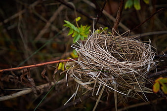 Empty bird nest woven from dry grass in nature