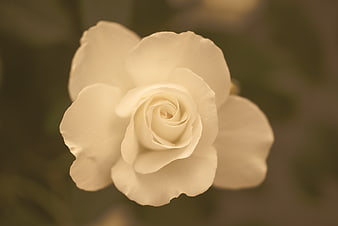 Close-up of a delicate white rose with sepia tone