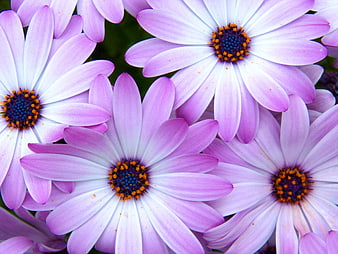 Close-up of purple daisy flowers with orange centers