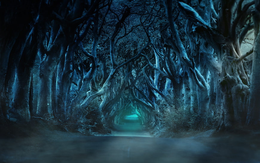 Dark Mysterious Tree Tunnel Pathway At Night
