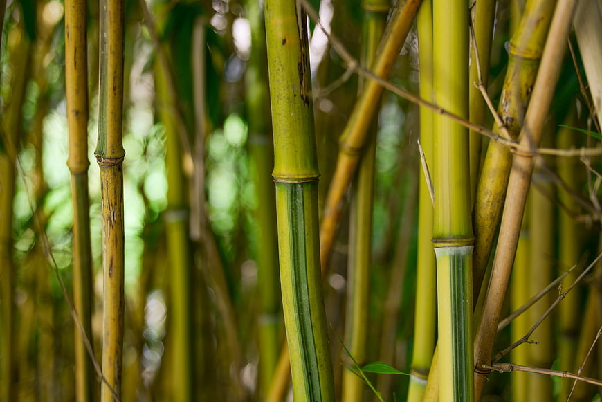 Close-up of Green and Yellow Bamboo Stalks in Forest