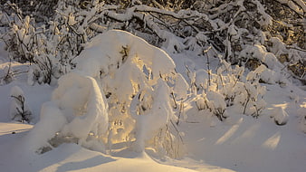 Snow-covered bushes in golden winter sunlight