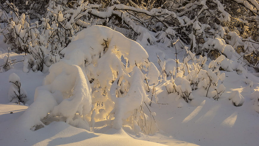 Snow-covered bushes in golden winter sunlight
