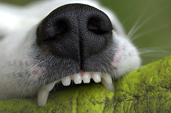 Extreme Close-Up of Jack Russell Terrier Snout and Teeth