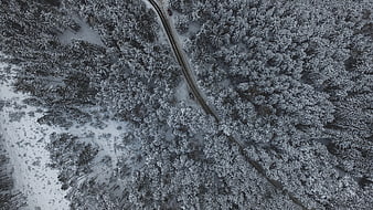 Aerial View of Snowy Forest Road in Winter