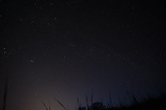 Starry Night Sky Over Silhouette of Grass and Trees