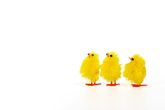 Three yellow fluffy chicks isolated on white background