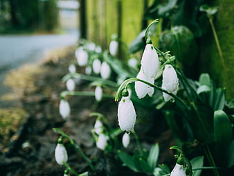 Close-up of white snowdrop flowers with raindrops in a garden