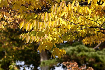 Sunlit yellow autumn leaves on tree branches