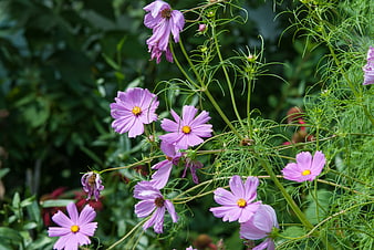 Pink Cosmos Flowers Blooming in a Green Garden