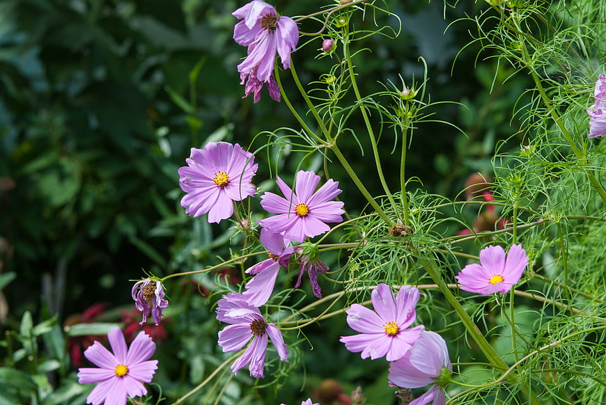 Pink Cosmos Flowers Blooming in a Green Garden