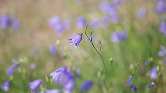 Single purple bellflower in a blurred meadow