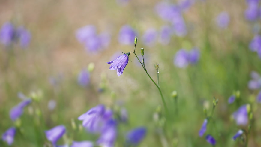 Single purple bellflower in a blurred meadow