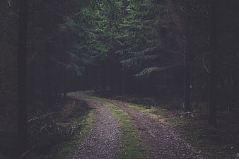 Dark Winding Gravel Path Through Dense Pine Forest