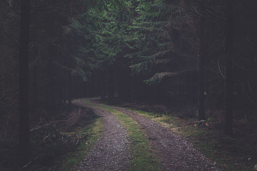 Dark Winding Gravel Path Through Dense Pine Forest