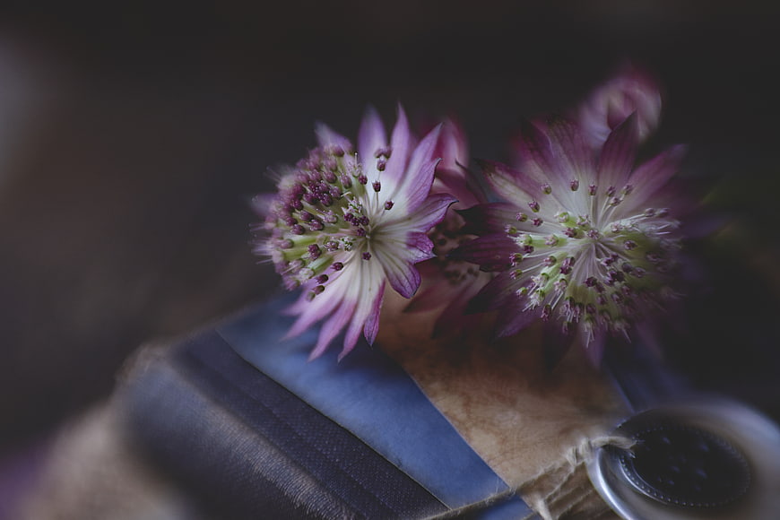 Close-up of purple astrantia flowers on vintage book